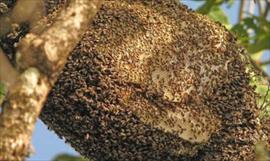 Enjambre de abejas africanizadas en Cativ y Buena Vista