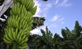 Del Monte iniciar en el 2018 la siembra de banano en Chiriqu