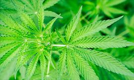 Se espera que en el prximo periodo se discuta la legalizacin de la marihuana