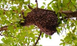 Desalojan mercado de Antn por enjambre de abejas