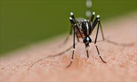 Ya van 73 casos de zika en Panam, detectan caso importado en Paitilla