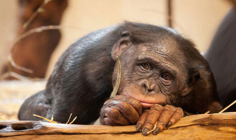 60% de la fauna ha desaparecido  por las actividades de los humanos