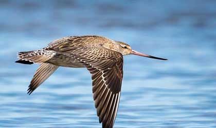 El aguja colipinta puede volar por 8 das seguidos