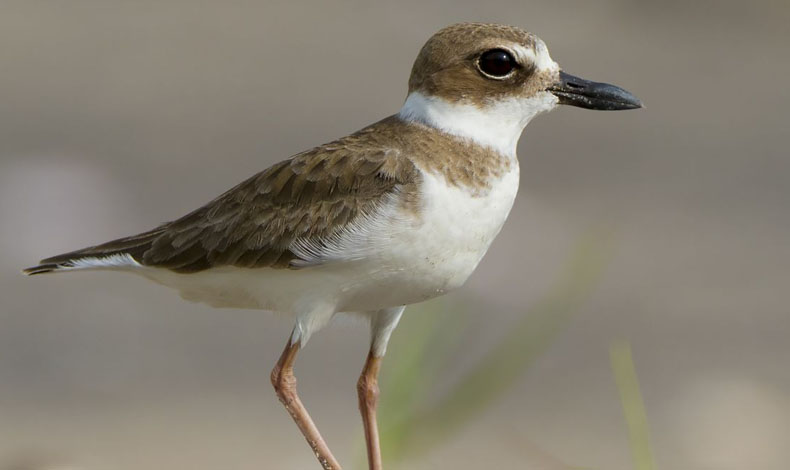 Las aves son importantes para medir los cambios del medio ambiente