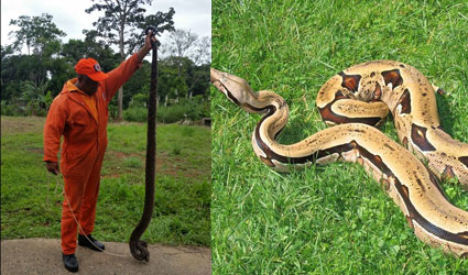 Retiran una Boa Constrictor de la comunidad de Margarita