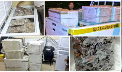 Decomisaron 400 libras de camarn y langostinos por parte de ARAP