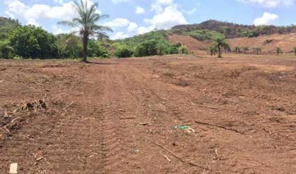 Desforestacin en Veraguas tiene en alerta a los habitantes