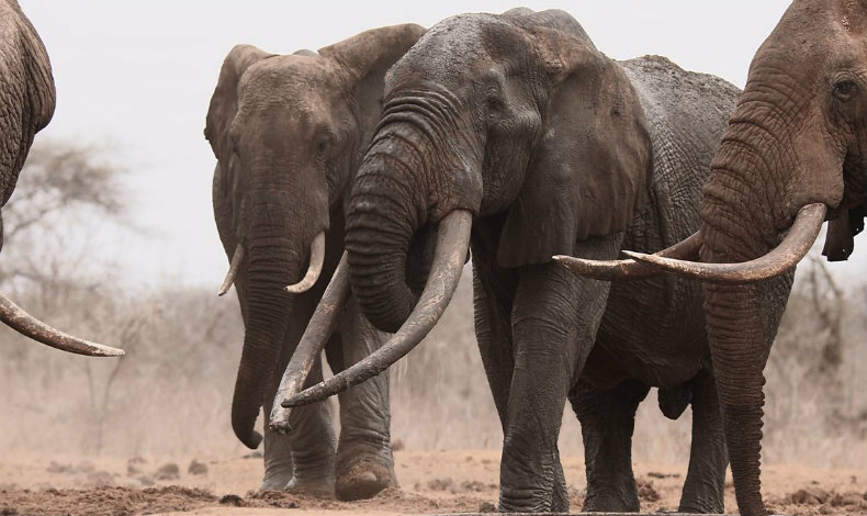 Esto es lo que pesa y mide los colmillos de los elefantes kenianos