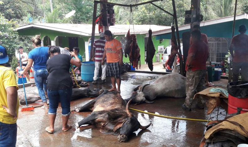 Mueren vacas en accidente de trnsito en Coln