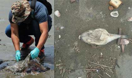 Ministerio de Ambiente y la ARAP adelantan investigacin por muerte de especies marinas