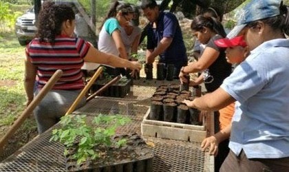 Con esta jornada buscan producir plantones