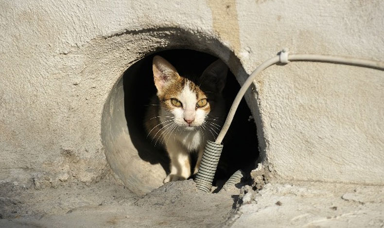 Mujer en Jap�n muere tras ser mordida por un gato callejero