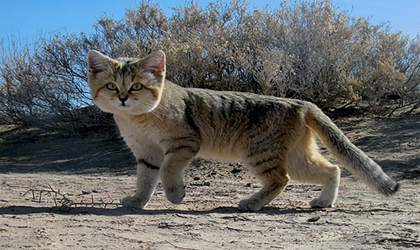 El gato de arena no estaba extinto estaba de parranda