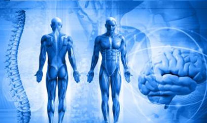 Los huesos de nuestro cuerpo son capaces de comunicarse con el resto del organismo