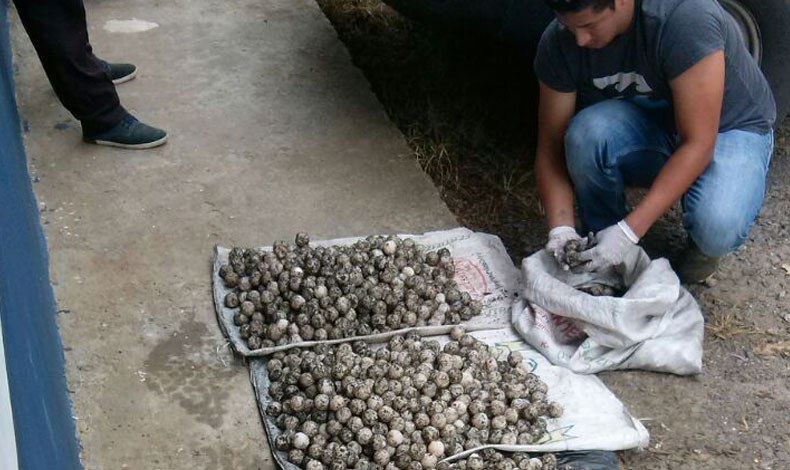 Nueve personas resultaron detenidas por robo de huevo de tortuga