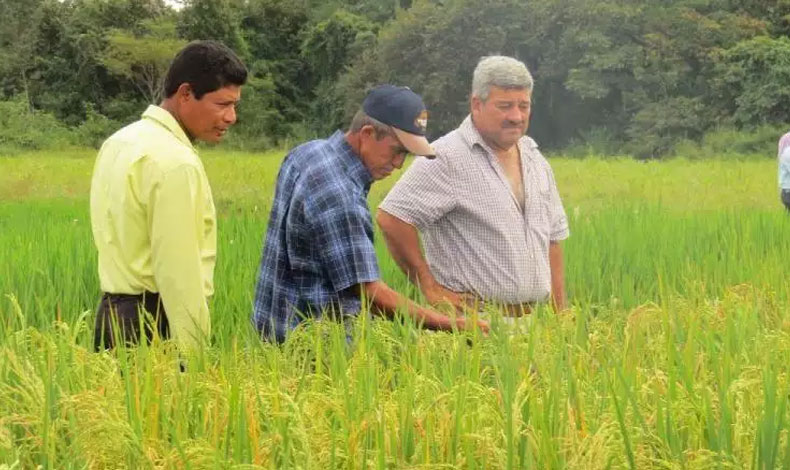 Comienzan a contabilizar la cantidad de arroz que existe en el pas