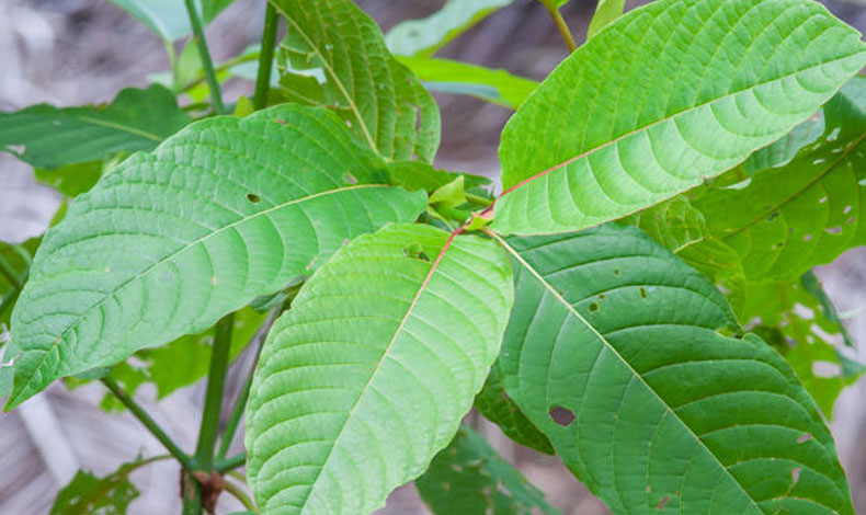 Riesgos de consumir Kratom