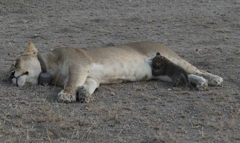 Joven leona adopta pequeo leopardo
