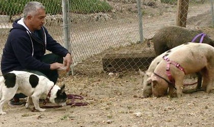 Csar Milln aclara situacin del cerdo atacado