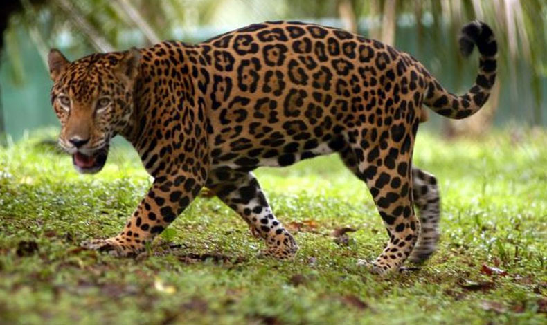 Ministerio de Ambiente, har entrega de equipos para el estudio y rescate de la fauna silvestre