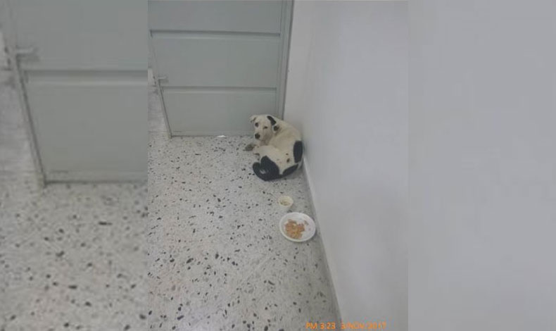 Perrita fue abandonada en aeropuerto y muere de tristeza