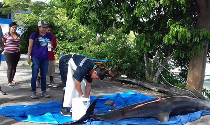 Confirman la muerte de dos delfines en la provincia de Chiriqu�
