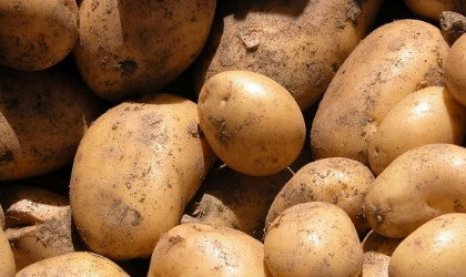 Denuncian venta de papas podridas