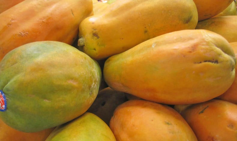 Europa tendr Papayas con el sello Panam Exporta