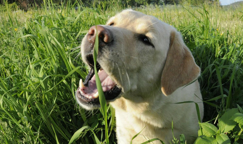 Por esta raz�n los perros se comen la hierba