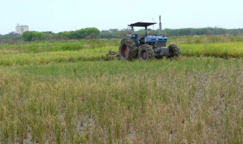 Productores de arroz levantan medidas de protesta