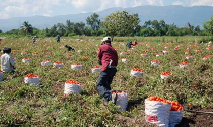 Productores no sienten el apoyo necesario por parte del Gobierno Nacional