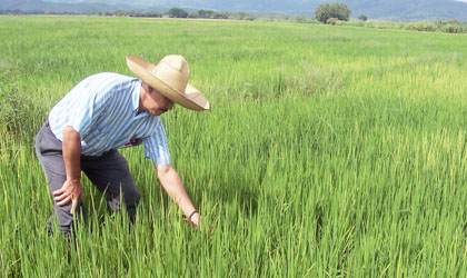 Productores de arroz, estamos lejos de ser autosuficientes