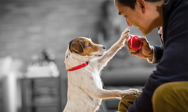 Depresin y ansiedad de las mascotas durante la  emergencia sanitaria