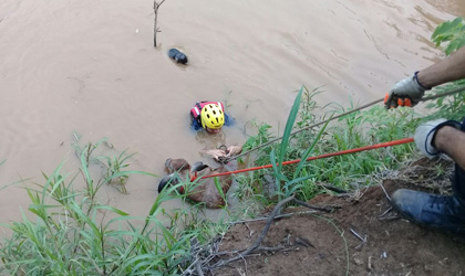 Rescatan con xito a ternero en el rio La Villa