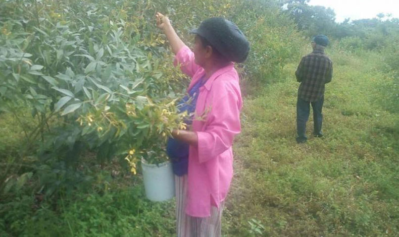 Productores de guand dicen que tendrn cosecha rcord