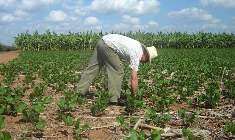 Esperan impulso en el sector agropecuario alianzas con China