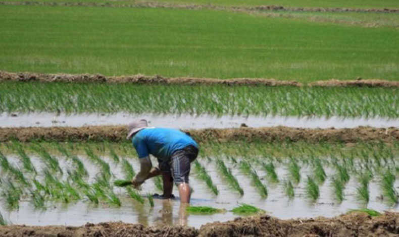 Siembras en Tonos se ven afectadas por fuertes lluvias