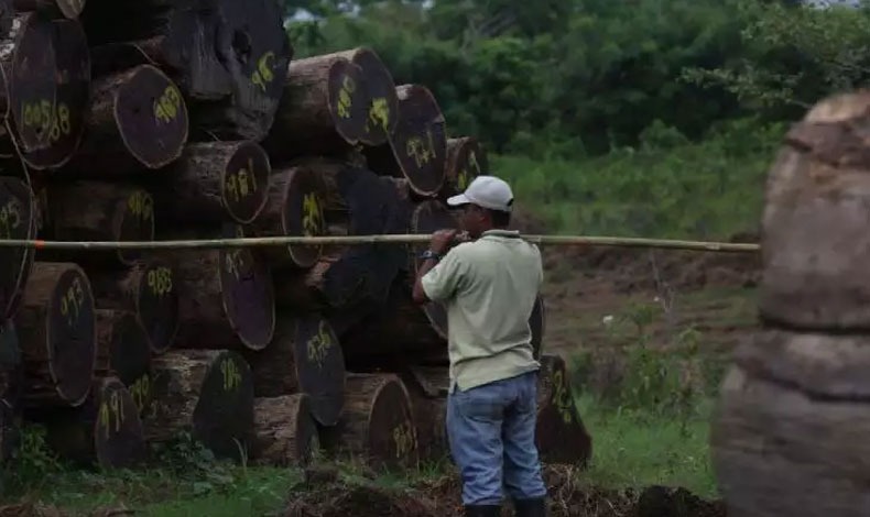 Conflicto por tala ilegal de arboles