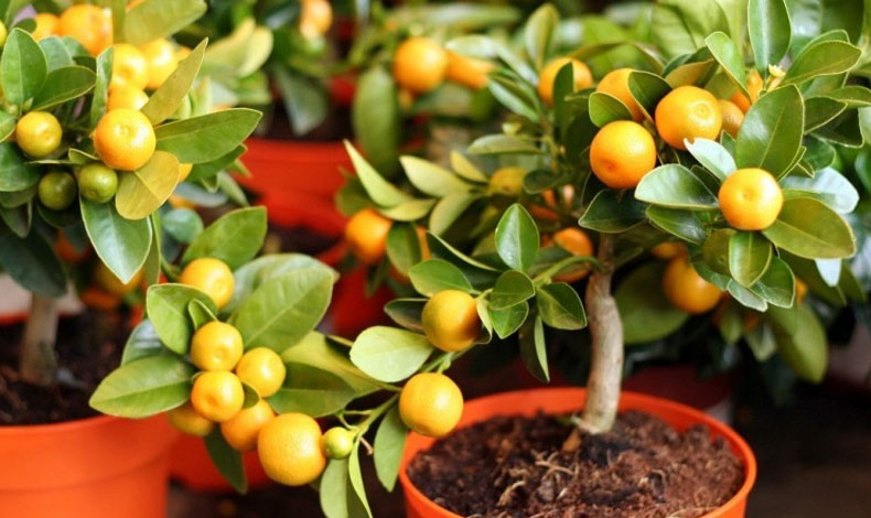 Taller: Cultivo de frutas tropicales en macetas