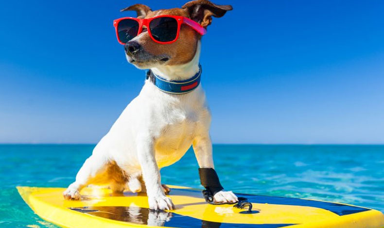 Tips para sacar a las mascotas en vacaciones
