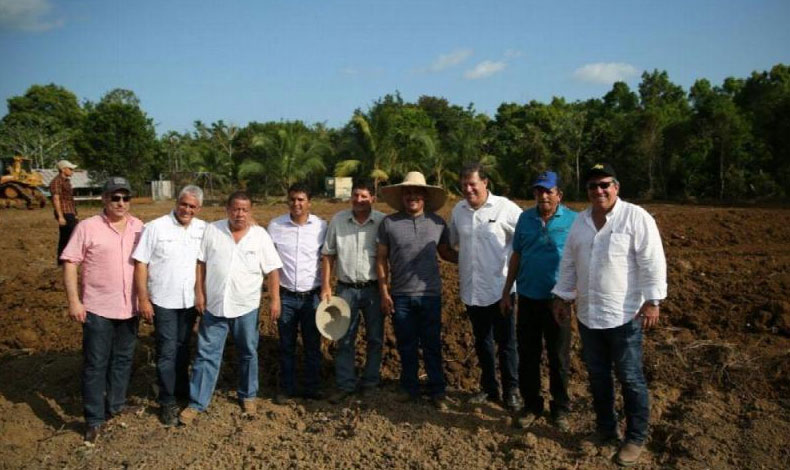 Comienzan los trabajos en el cultivo de banano