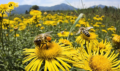 Insectos robticos podran sustituir a las abejas?