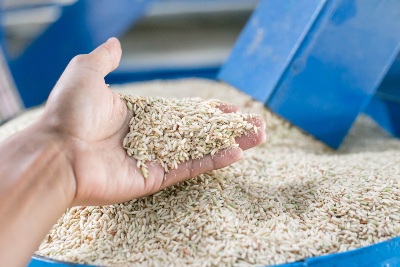 En Panam habra poco arroz de primera hasta despues de septiembre