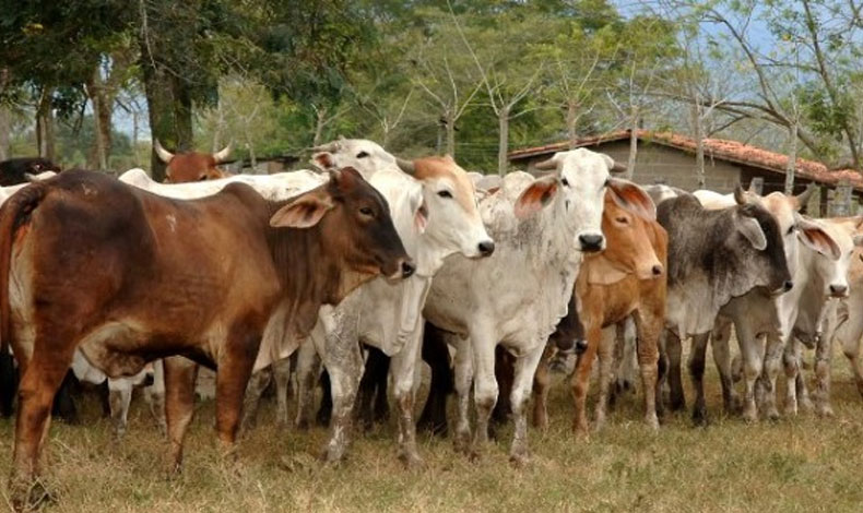 Animales son sacrificados en cordn fronterizo entre Panam y Costa Rica