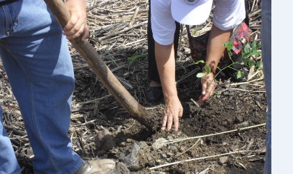 Plantaciones de rboles en Camino de Cruces