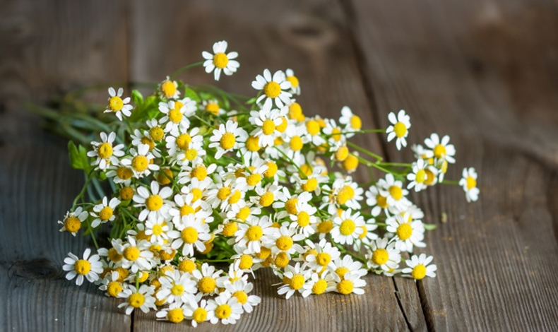 Aromas naturales para deshacerte de los mosquitos