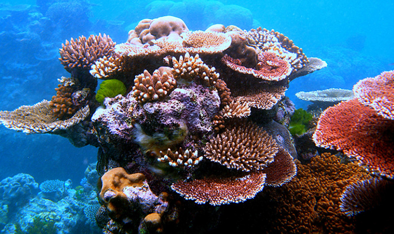 Arrecifes subtropicales en peligro