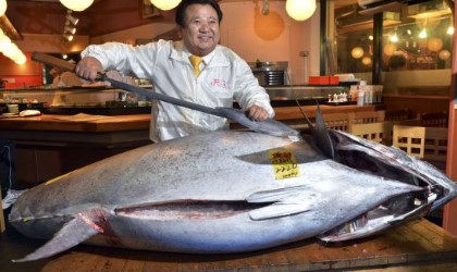 Impresionante!! Atn rojo de 222 kilos es vendido en 1 milln 600 mil dlares