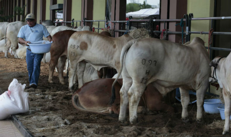 Crece el sacrificio de ganado vacuno y porcino