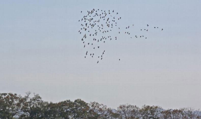 Cielos paname�os ser�n escenarios del vuelo de millones de aves
